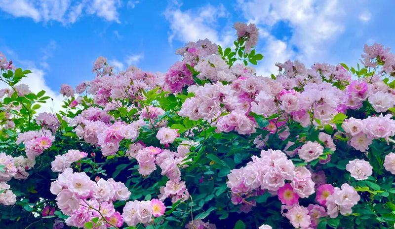 �DƬ