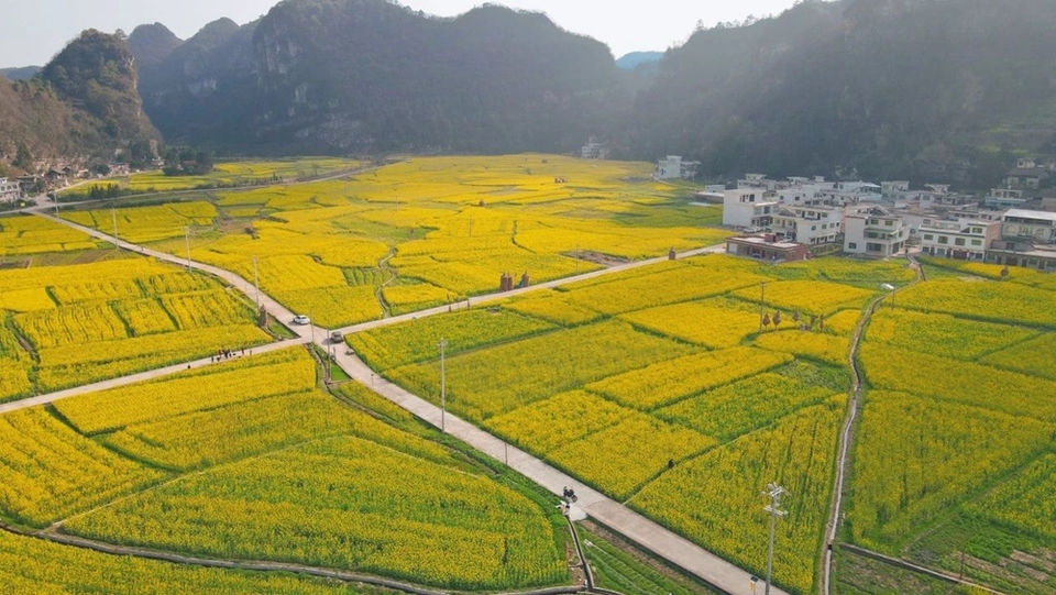 貴州都勻平浪鎮(zhèn):春色正濃 花開爛漫 邀你共赴一場花海盛宴_fororder_微信圖片_20240308121228
