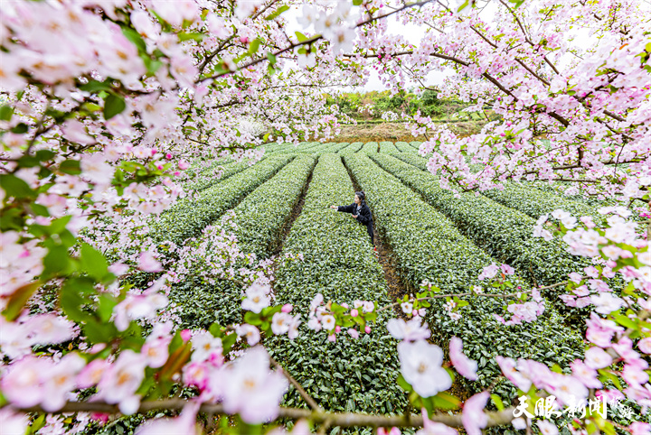 �ο�����̶�h�d¡�(zh��n)�W��(bi��o)��@���O(sh��)ʾ���^(q��)�w�(y��n)�ɲ蘷(l��)Ȥ���_���� �z.jpg