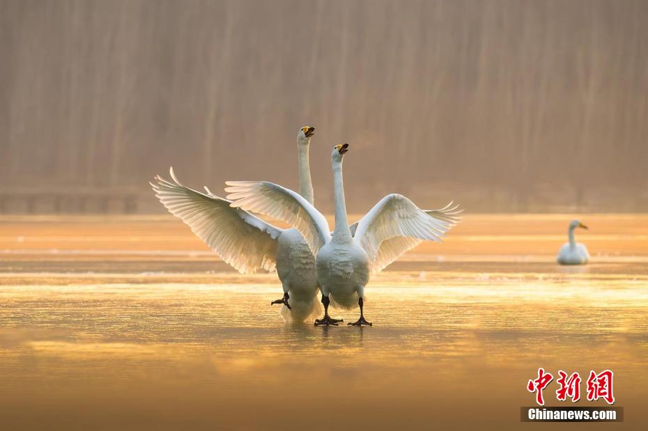 ���Ї�(gu��)�����Z֮�l(xi��ng)��ɽ��ƽꑽ��f(w��n)ֻ�������������Z���w