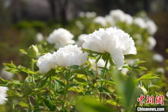 �D��ʢ�_�����ĵ�����������h �z